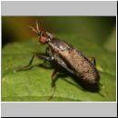 Coremacera marginata - Hornfliege 01b.jpg